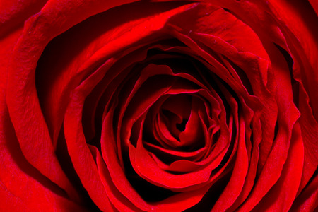 red rose with blurred background. の写真素材