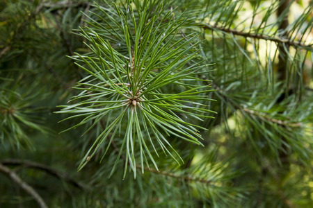 spruce