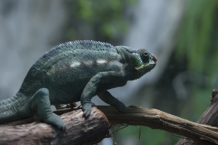 lizardの写真素材