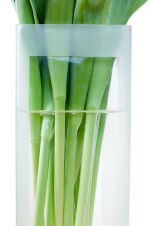 Tulip stems in vaseの写真素材