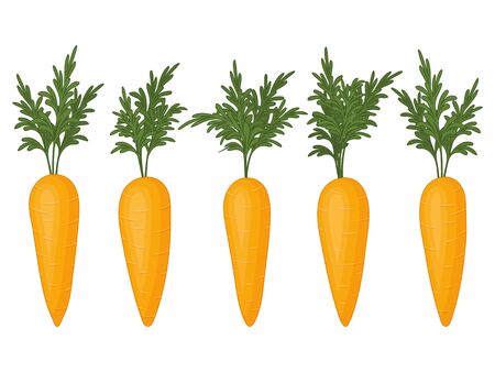 Collection of carrots on a white background. Fresh vegetables. Isolated object on a white background. Cartoon style.のイラスト素材