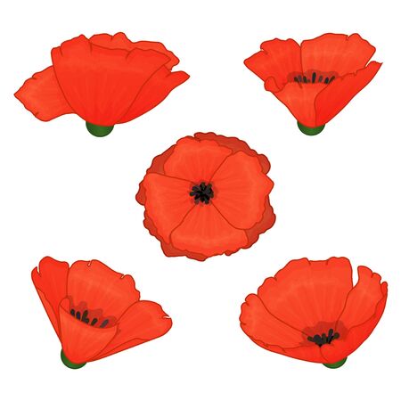 Red poppy. Set of flowers on a white background. Isolated objects on a white background. Cartoon style. Elements for packaging, advertisements. Vector illustration.のイラスト素材
