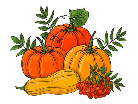 Autumn composition with pumpkins and leaves. Hand drawn image. Vector illustration. Colorful. Isolated on white. Object for packaging, advertisements, menu, greeting cards.のイラスト素材