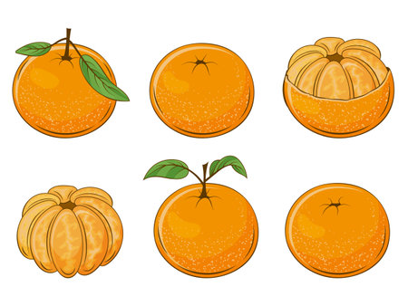 set of juicy mandarins. Fresh fruit. Vector illustration. Isolated on white. Cartoon style.のイラスト素材