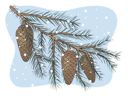 Hand drawn color fir branch with cones on blue background. ... Vector illustration. Isolated on white.のイラスト素材
