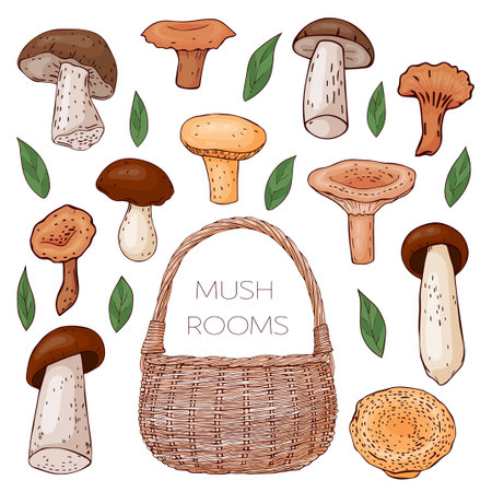 collection of color hand drawn mushrooms, leaves and basket. Isolated on white. Vector illustration. Line art.のイラスト素材