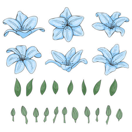 set of color hand drawn lilies, leaves and buds. Floral objects. Blue flowers. Isolated on white. Vector illustration. Line art.のイラスト素材