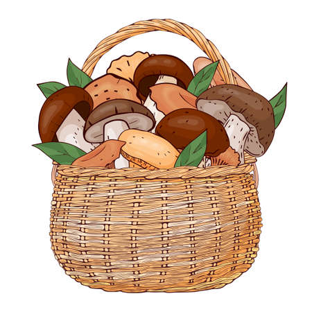 basket with mushrooms. Vector illustration. Isolated on white. Hand drawn picture.のイラスト素材