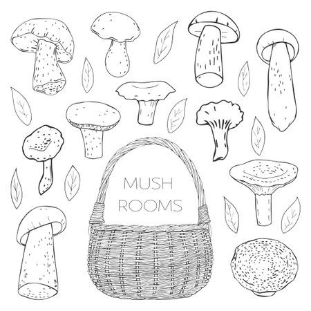 collection of monochrome hand drawn mushrooms, leaves and basket. Isolated on white. Vector illustration. Line art.のイラスト素材