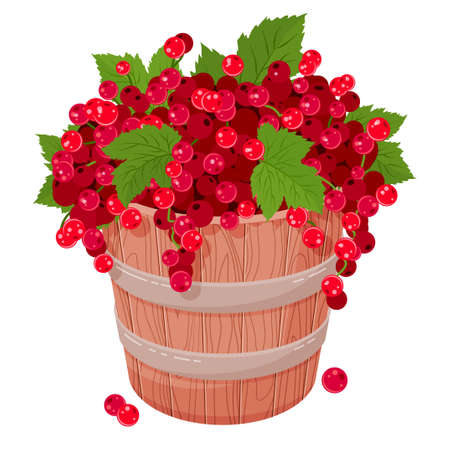 Wooden bucket with red currant berries. Cartoon style. Cute illustration. Vector illustration. Isolated on white.のイラスト素材