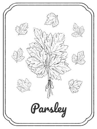 Parsley ink sketch. isolated on white background. hand drawn vector illustration. Doodle monochrome outline.のイラスト素材