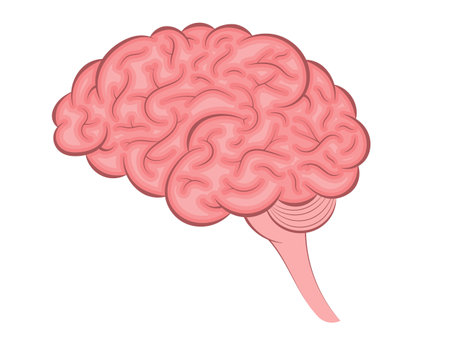 Human brain. Internal organ, anatomy. Vector cartoon icon. illustration isolated on white background.のイラスト素材
