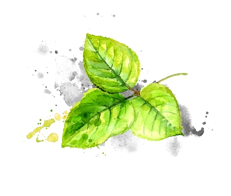 Green watercolor leaves with gray paint splashes on paper.のイラスト素材