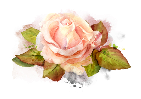 Abstract watercolor rose on white background. Watercolor painting illustrationのイラスト素材