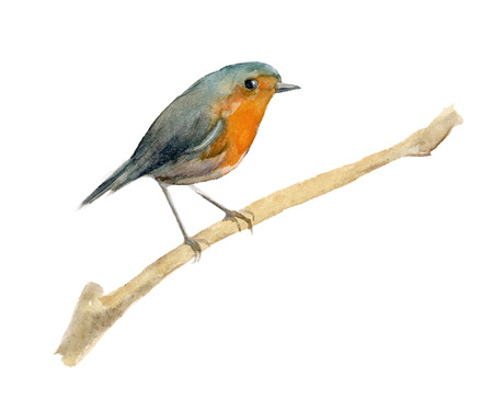 Watercolor bird Robin. Element for the design of posters, wedding invitations, Christmas compositions. Isolated background.の写真素材