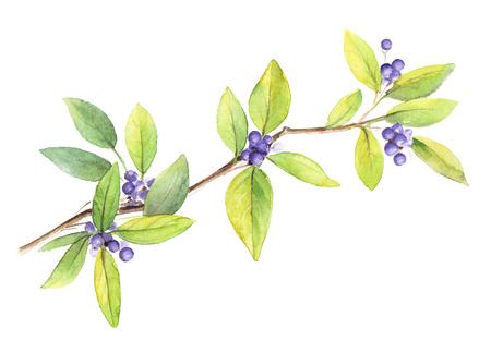 Watercolor branch with purple berries on Isolated background. Element for design illustrations, posters, wedding compositions.の写真素材