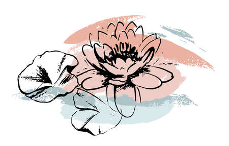 Sketch Water lilies with abstract brush strokes. Isolated on white background. The lotuses and leaves. Artistic isolated design elements.のイラスト素材