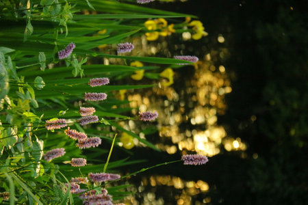 Flowers on the bank of the river in the rays of the setting sunの写真素材