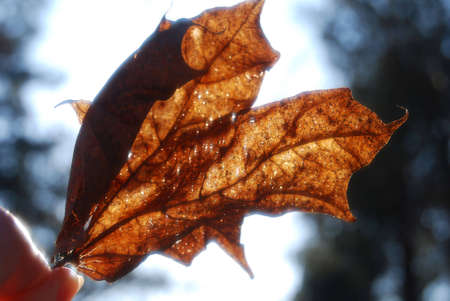 autumn leaf in hand