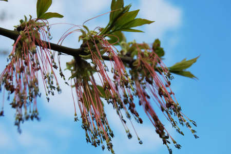 ash tree in blossom (Fraxinus excelsior)の写真素材