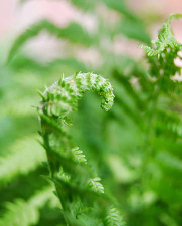 close-up furl fern 