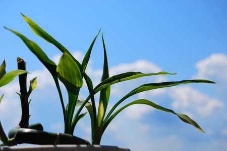 bamboo against the sky and cloudsの写真素材