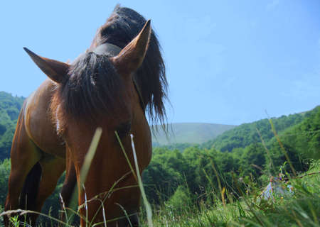 horse pastures in the field ion the hillの写真素材