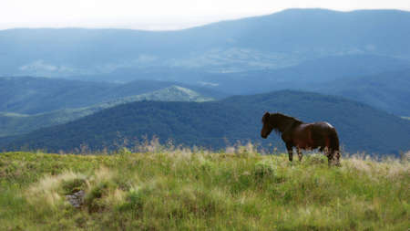 a dark horse pastures in a mountain meadowの写真素材