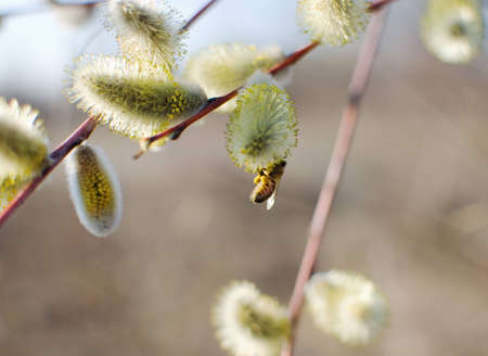 Beautiful pussy willow flowers and a bee