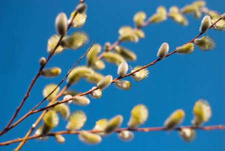 Spring Easter pussy willow branches on blue backgroundの写真素材