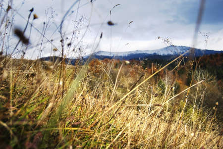 contrast image of yellow faded grass, blades and flowers with a gorgeous snow-capped Carpathian peak in a background の写真素材
