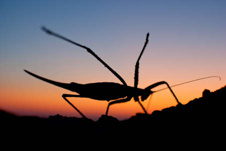 mantis doing yogaの写真素材