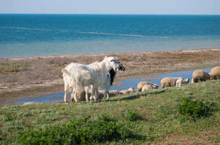 goats and sheep pasturing in the field near the seacoastの写真素材