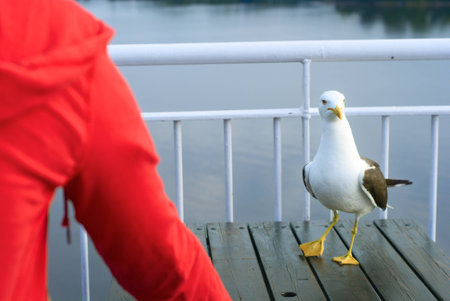 Big seagull standing on a table at the ferry deckの写真素材