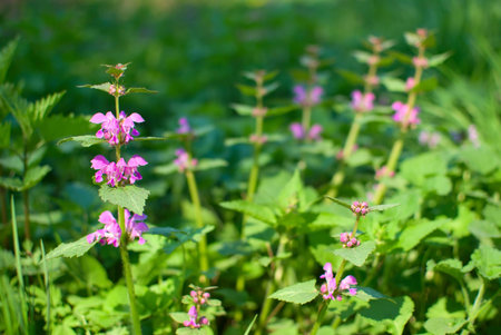 Spring flowers blossom, red dead nettle (Lamium purpureum) with green grass in a background