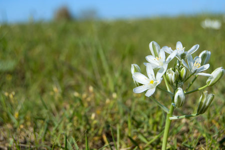White flowers in the green field, springtime, negative spaceの写真素材