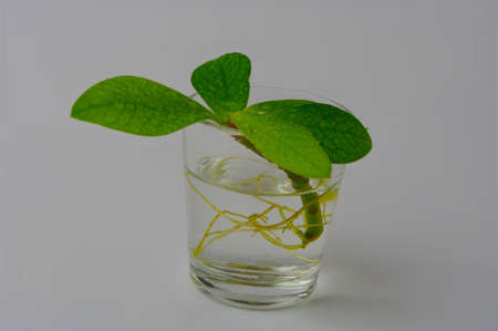 Sprout of Tree in a Glass of Water on a White Backdrop, Side View, Minimalist Style Home Decoration. Earth Ozone Layer Protectionの写真素材