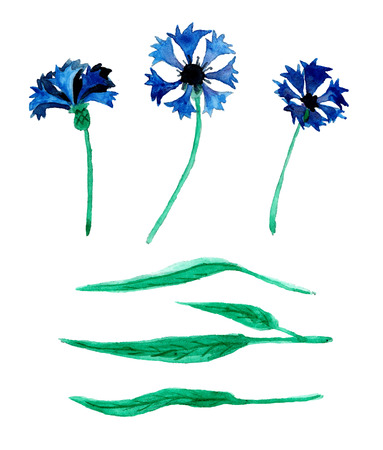 Card with beautiful watercolor cornflowers. Illustration with blue flowers.のイラスト素材