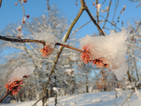Buds on tree branch with iceの写真素材