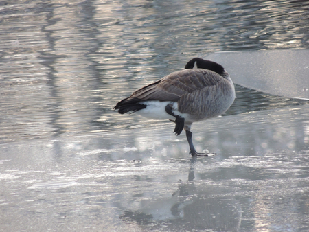 Canadian goose standing on one leg on icy lakeの写真素材