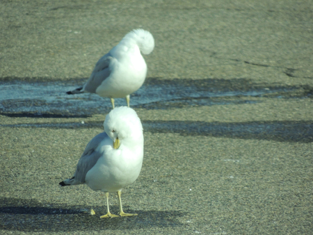 Seagulls with heads bowedの写真素材