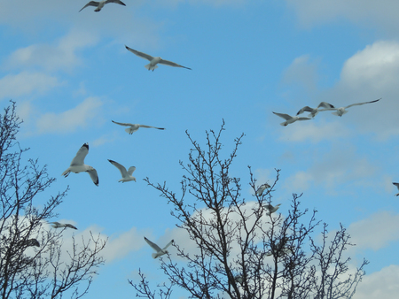 Seagulls flying above tree tops on clear dayの写真素材