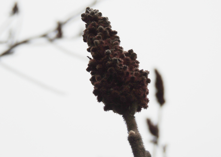 Fuzzy Flower Budding in the springの写真素材
