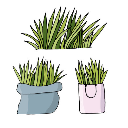 Sprouted wheat grass. Grass in a bag. Spring grass. Vector illustration.のイラスト素材