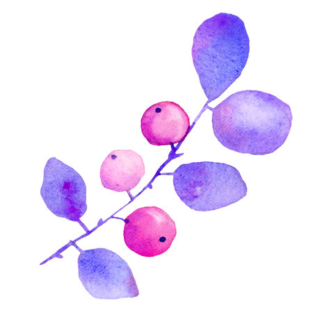 Watercolor branch with leaves and berries. Hand drawn illustration. In blue and pink colors.の写真素材