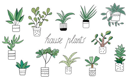 Houseplants in pots. Decorative green plants for home and office isolated on white background. Colored flat vector illustration.のイラスト素材