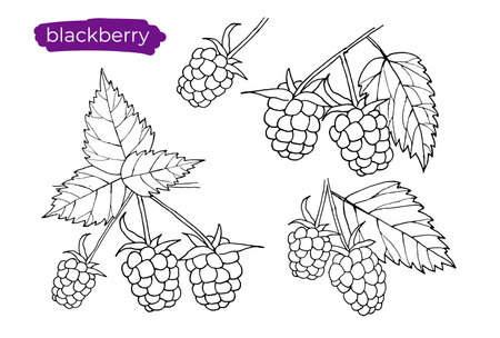 Blackberry with leaves on white background. Hand drawn black and white vector illustration, line art.のイラスト素材