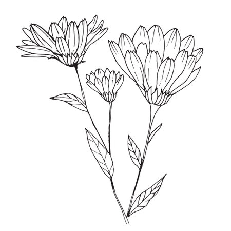 Calendula flower, vector black and white illustration. Hand drawn, line art.のイラスト素材