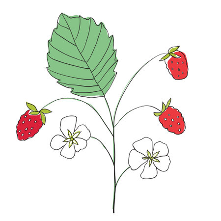 Strawberry berries, leaves, strawberry flowers. Hand drawn vector illustration.のイラスト素材