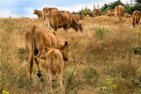 Landscape of herd of brown cows grazing in the meadow with a mother and her calf in the foreground on brown and blue backgroundの写真素材